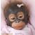 Orangutan Baby Doll Little Umi by Ashton Drake - view 4