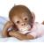 Coco Baby Monkey Doll from Ashton Drake - view 2